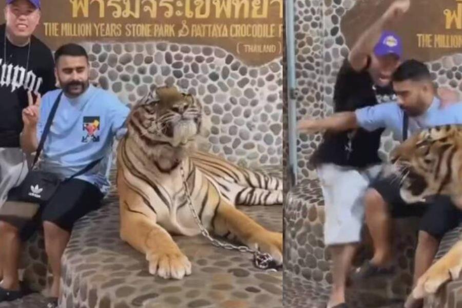 ¡Les gana el miedo! Turistas huyen tras rugido de tigre con el que se fotografiaban