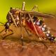 Ecuador declara alerta epidemiológica por aumento de casos de dengue