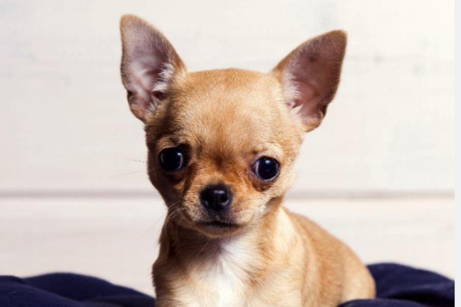 ¡Chihuahuas se apoderan de Villahermosa! Invitan a reunión de perritos a favor de refugio