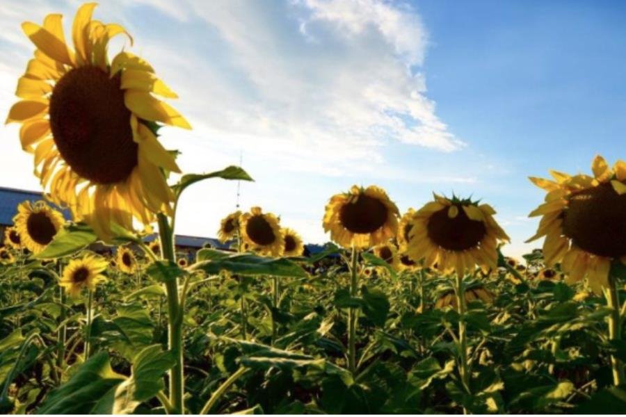 Regresa el Santuario de los Girasoles en Balancán para 2024: AMAV