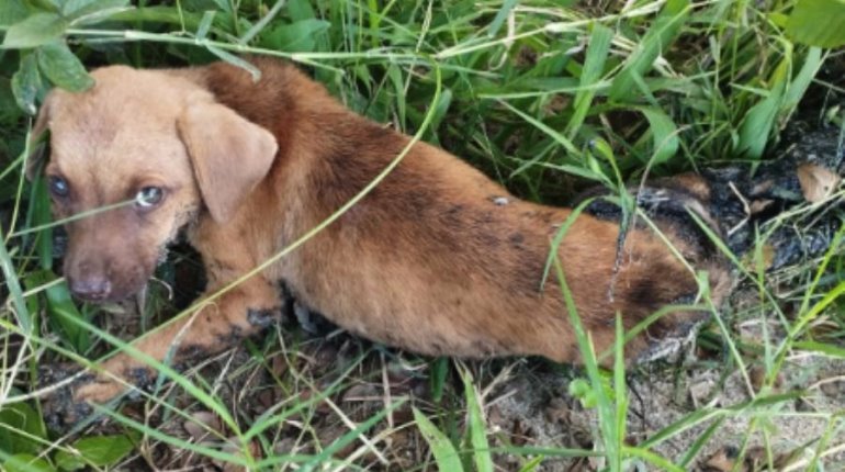 Rescatan a perritos pegados con posible emulsión asfáltica en Jalpa