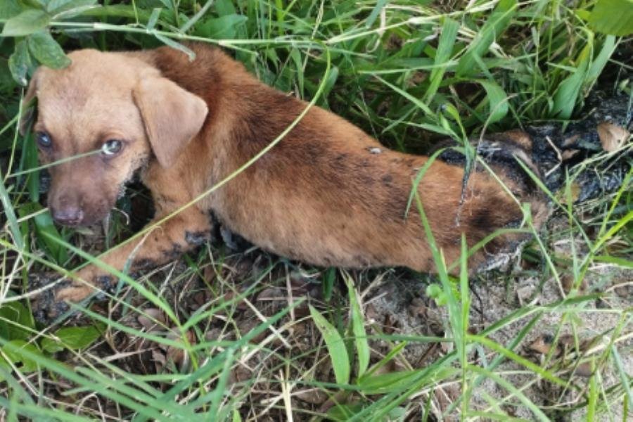 Rescatan a perritos pegados con posible emulsión asfáltica en Jalpa