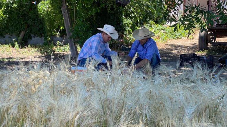 Revelan estudio sobre eficacia de agua tratada para aumentar producción de cebada maltera en Chihuahua