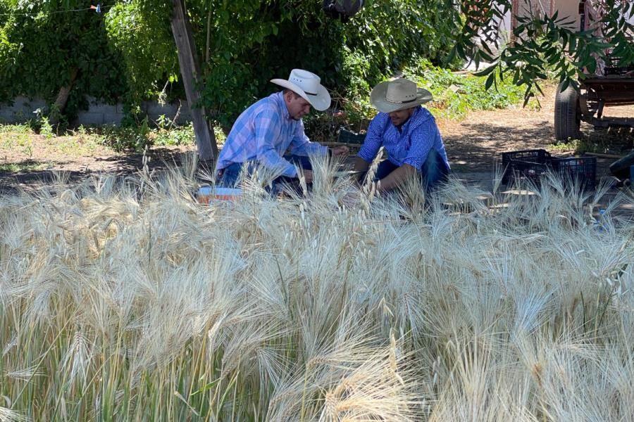 Revelan estudio sobre eficacia de agua tratada para aumentar producción de cebada maltera en Chihuahua