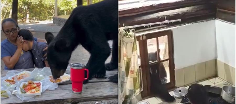 Por buscar comida, osos sorprenden a familias en NL