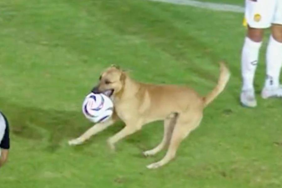 ¡Cómo todo un crack! Perrito invade campo en liga de expansión, roba el balón y nadie lo podía parar