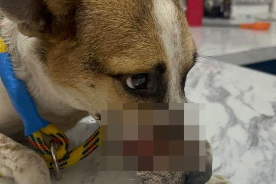 Cuerda arranca parte de hocico de perrita en Boquerón