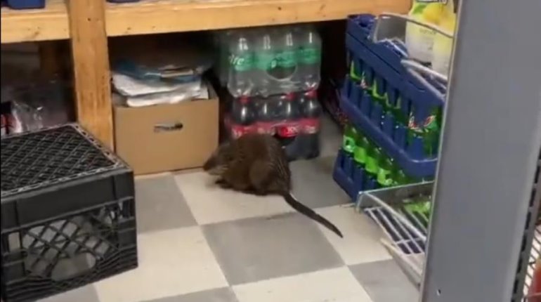 Captan rata "gigante" en supermercado de Nueva York