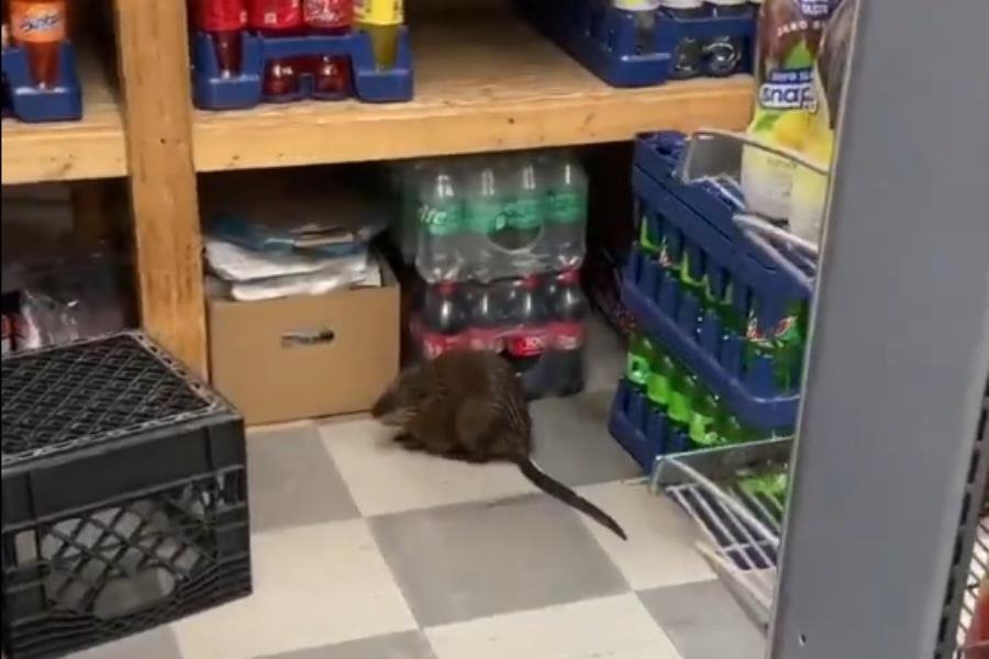 Captan rata "gigante" en supermercado de Nueva York