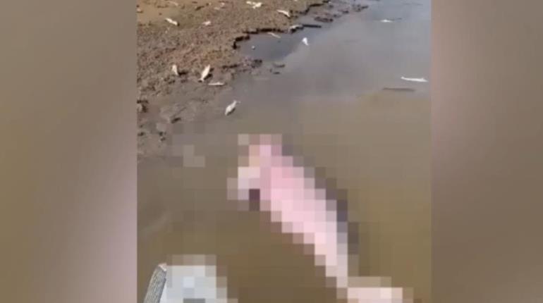 Hallan muertos 110 delfines de río en la Amazonía posiblemente por la ola de calor