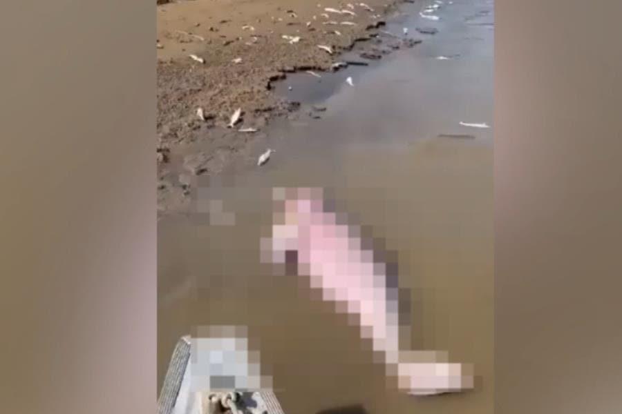 Hallan muertos 110 delfines de río en la Amazonía posiblemente por la ola de calor