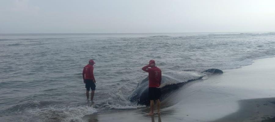 Muere ballena en zona costera de Cárdenas 