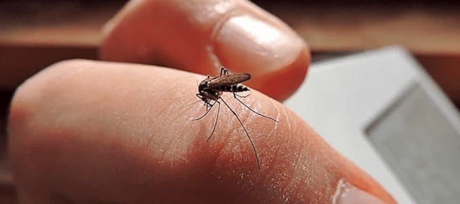 Entregará Gobierno de Tabasco unidades a Salud para combate del dengue 