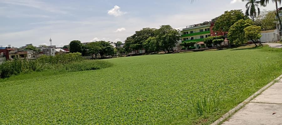 Inicia limpieza de lirio acuático en laguna El Jícaro en la Nueva Villahermosa