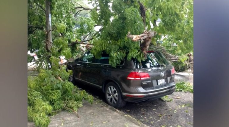 Otra vez..., cae árbol en Villahermosa y daña un vehículo