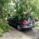 Otra vez..., cae árbol en Villahermosa y daña un vehículo