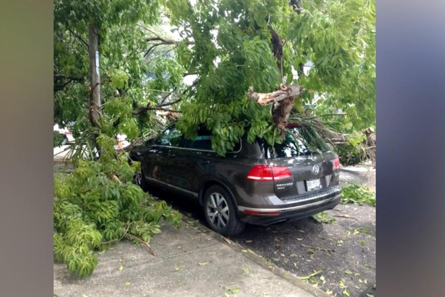 Otra vez..., cae árbol en Villahermosa y daña un vehículo