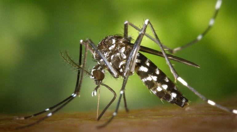 Dengue no da tregua a Yucatán; sigue en alerta máxima