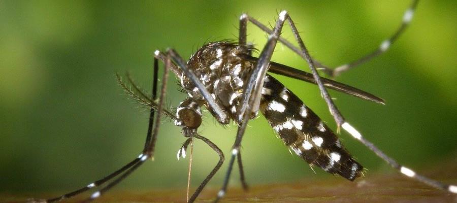 Dengue no da tregua a Yucatán; sigue en alerta máxima