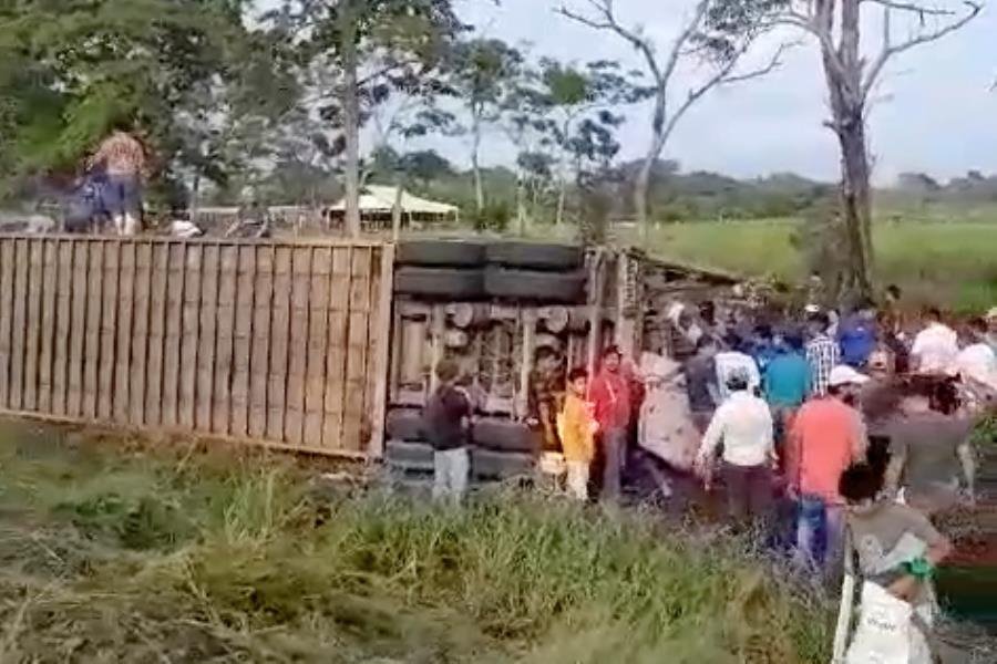 Rapiñan tráiler volcado con ganado en la Villahermosa – Escárcega