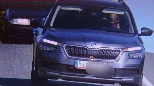 Cámaras en Eslovaquia captan a perrito "manejando" a exceso de velocidad