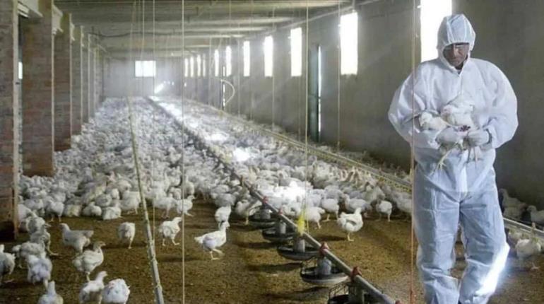 Reportan en EE. UU.  casi 190 mil aves de corral con síntomas de gripe aviar