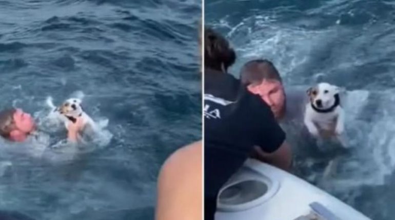 Rescate en alta mar, grupo de amigos salva a perrito que nadaba en medio del océano