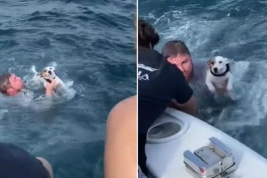 Rescate en alta mar, grupo de amigos salva a perrito que nadaba en medio del océano