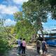 Cae árbol en velódromo de Deportiva, afecta circulación 