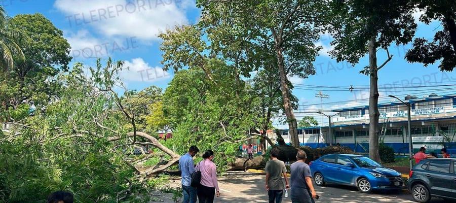 Cae árbol en velódromo de Deportiva y afecta circulación