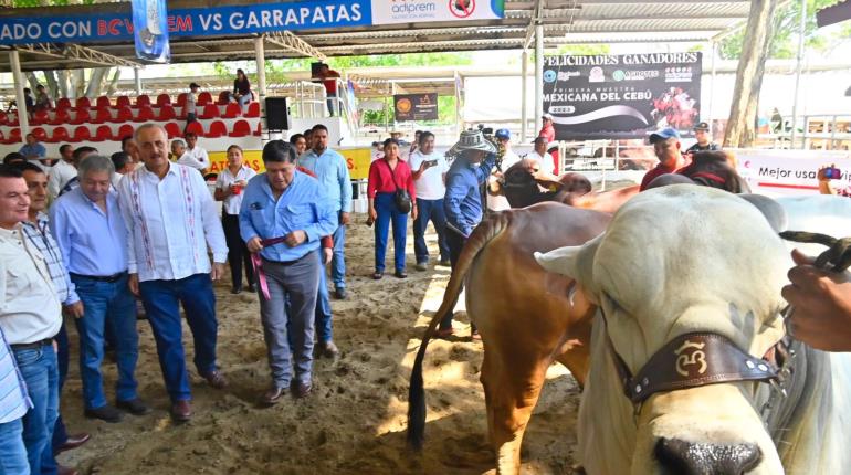 Proyectan mejorar el hato ganadero de Tabasco con laboratorio de la UJAT