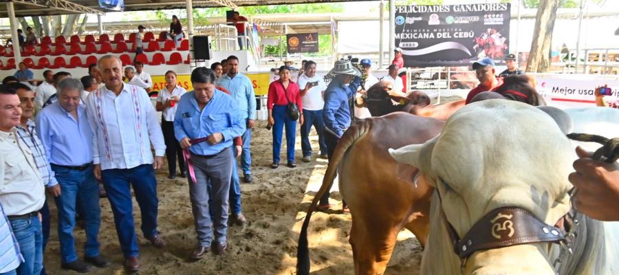 Proyectan mejorar el hato ganadero de Tabasco con laboratorio de la UJAT