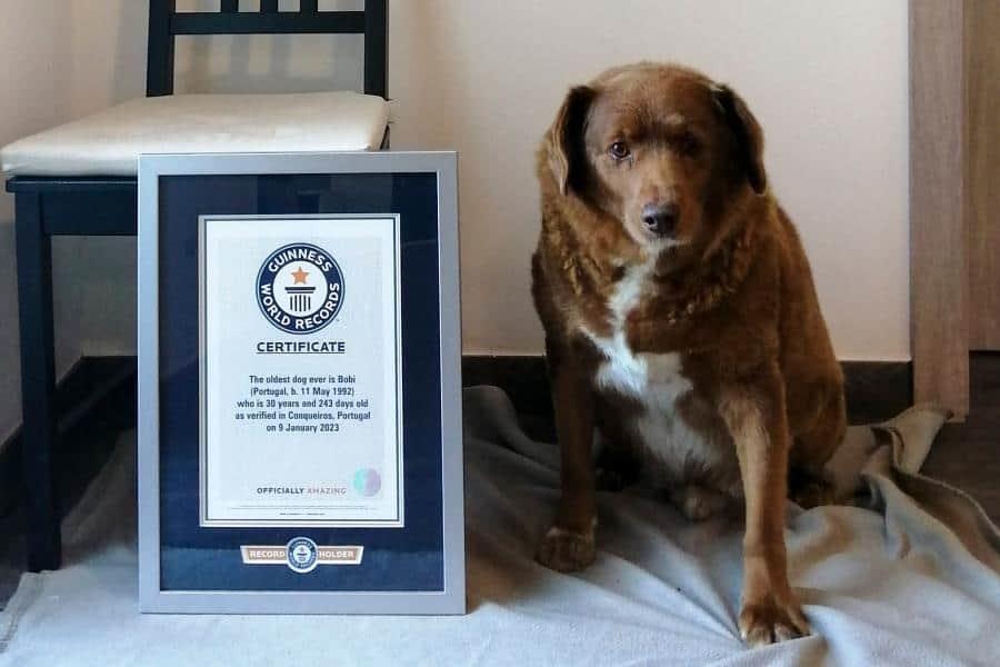 A los 31 años muere "Bobi", el perrito más longevo del mundo