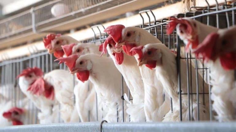 Detecta Senasica gripe aviar H5N1 en 2 granjas de Cajeme, Sonora