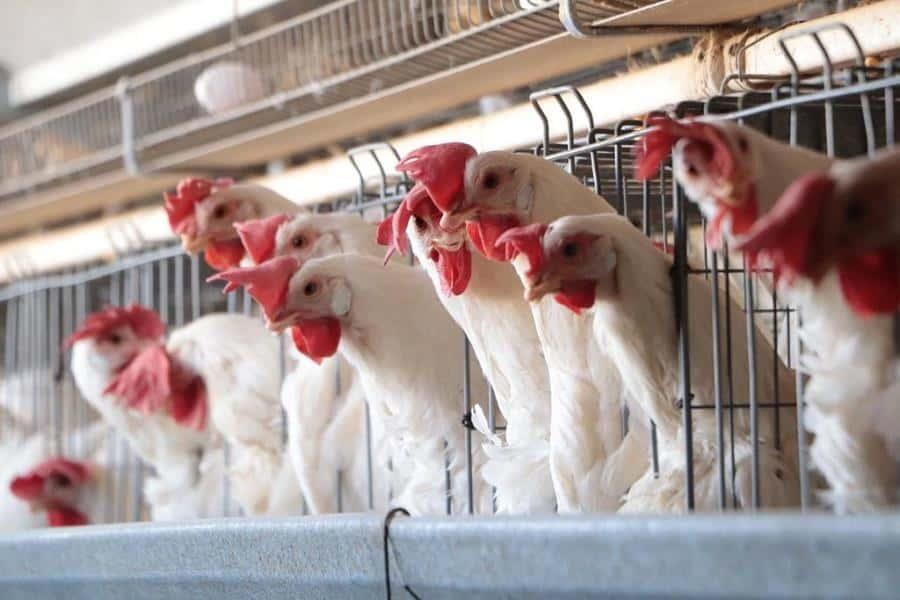 Detecta Senasica gripe aviar H5N1 en 2 granjas de Cajeme, Sonora