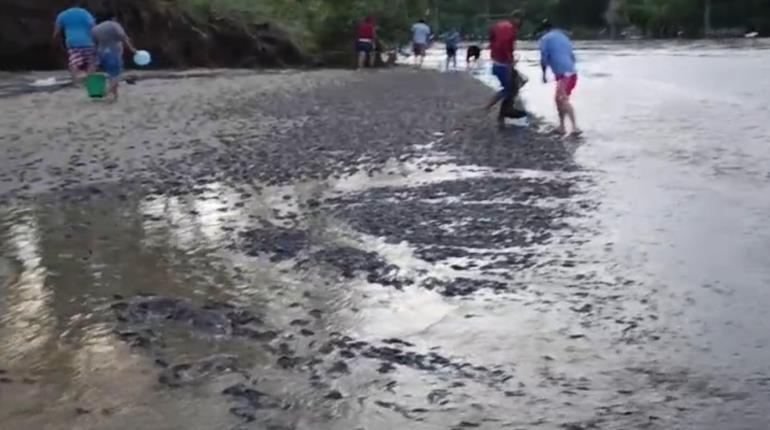 Miles de topenes inundan la playa Arroyo Verde, en Paraíso 