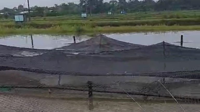 150 toneladas de tilapia se pierden en granja por desbordamiento de La Sierra en Jalapa