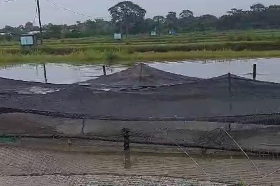 150 toneladas de tilapia se pierden en granja por desbordamiento de La Sierra en Jalapa