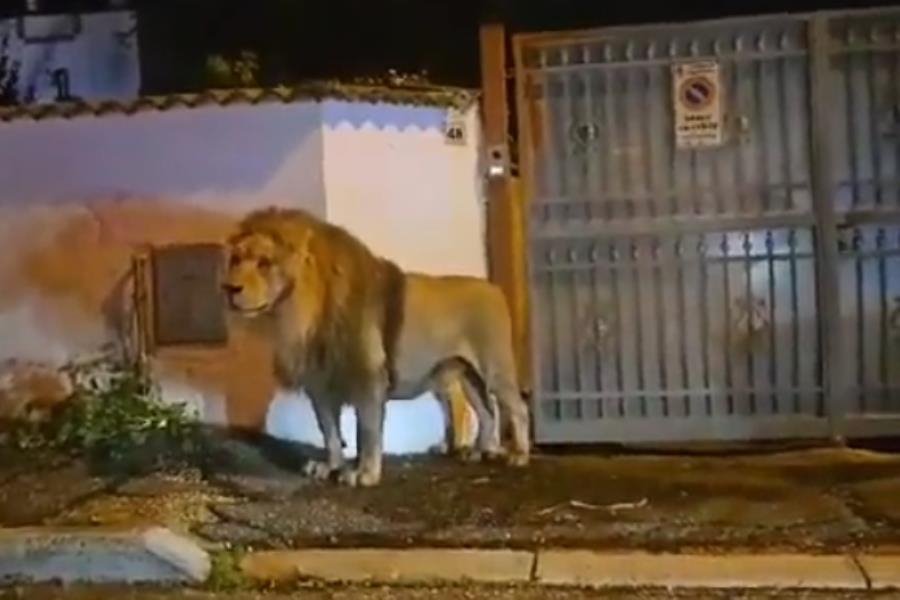 León escapa de circo en Ladispoli, Italia 