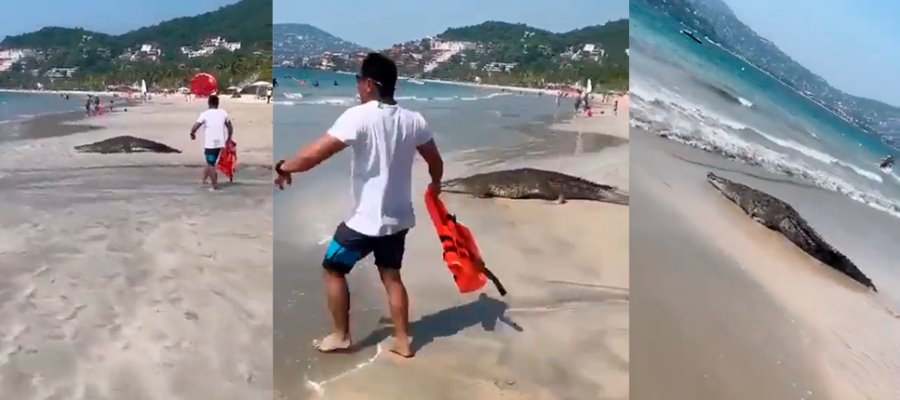 Cocodrilo de 3 metros "ahuyenta" a bañistas en playa de Zihuatanejo