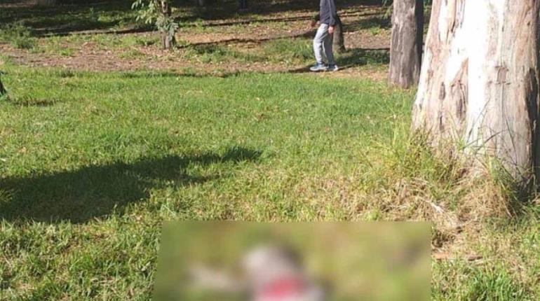 Denuncian asesinato de 19 perritos en CDMX; sospechan de asesino serial