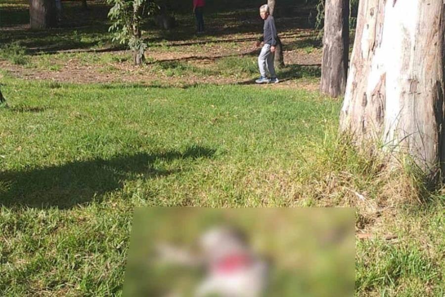 Denuncian asesinato de 19 perritos en CDMX; sospechan de asesino serial