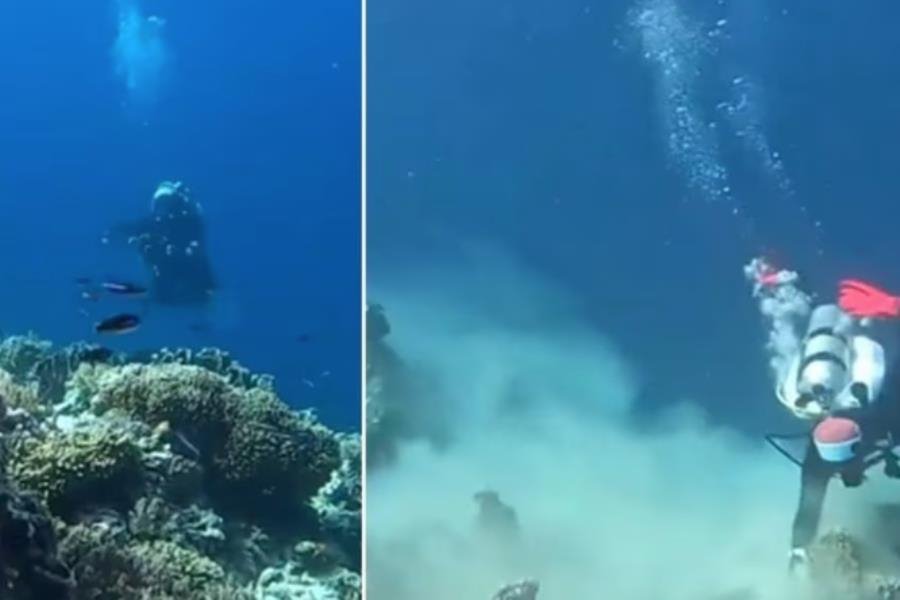 ¿Cómo se ve un terremoto en el fondo del mar? Buzos lo presencian