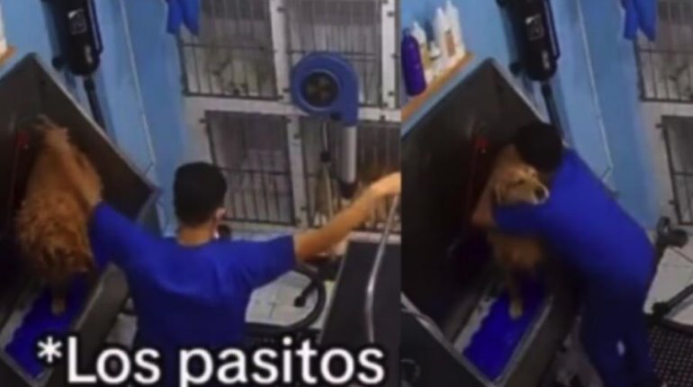 Venezolano conquista las redes por bailar salsa con mascotas en spa canino