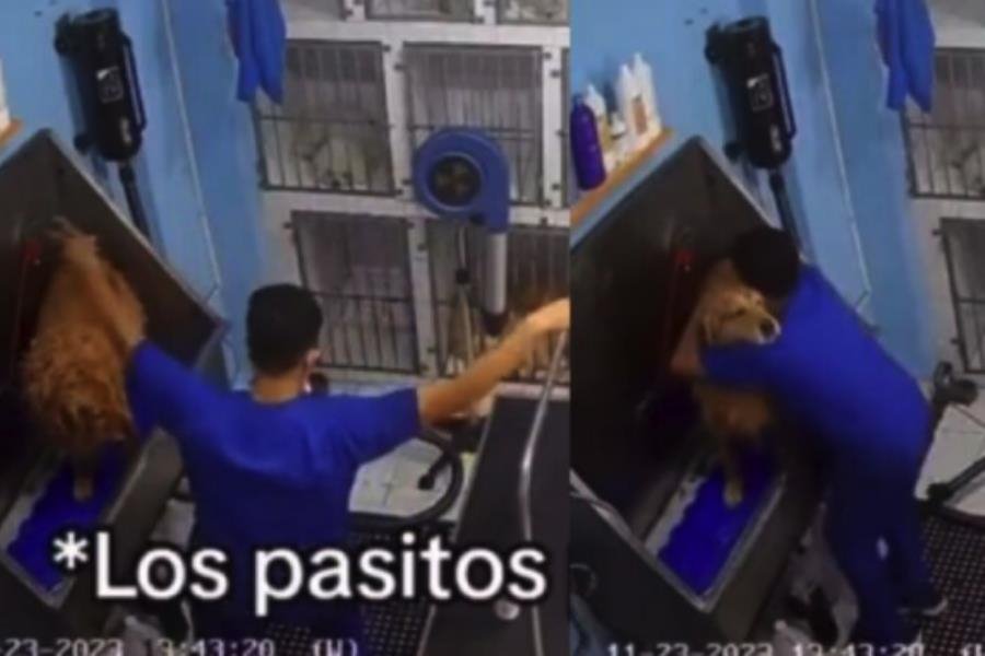 Venezolano conquista las redes por bailar salsa con mascotas en spa canino