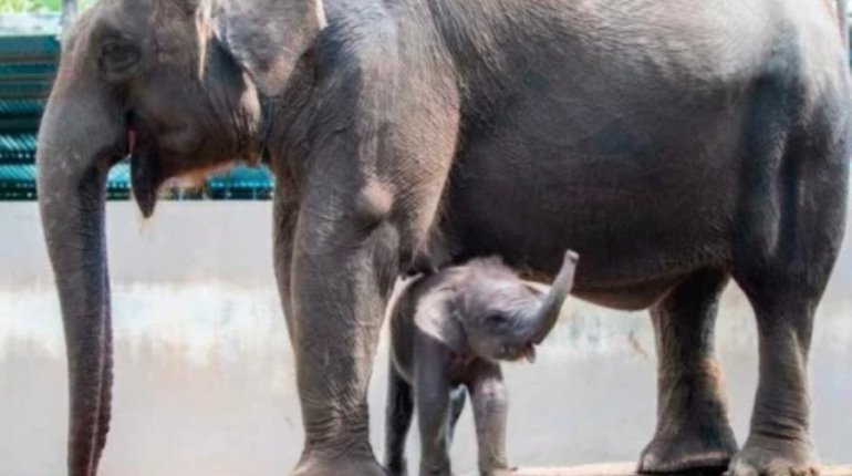 Nace cría de elefante de Sumatra en Parque Nacional de Indonesia, especie en extinción