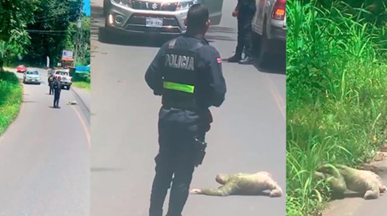 Policía de Costa Rica detiene tráfico para permitir que perezoso cruce la carretera