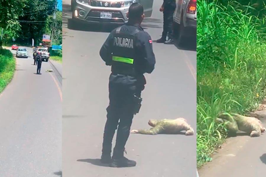 Policía de Costa Rica detiene tráfico para permitir que perezoso cruce la carretera