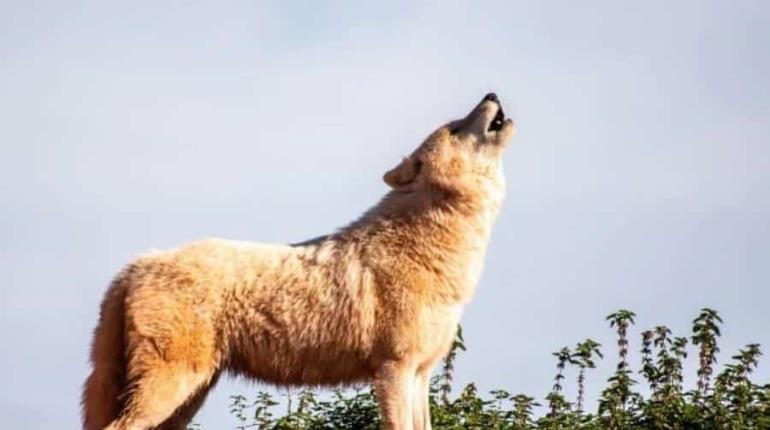 Lobo que fue adoptado como mascota por una familia de Alabama, atacó a su bebé de tres meses