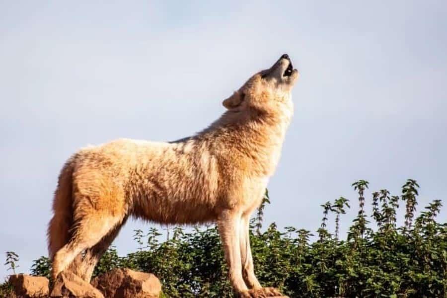 Lobo que fue adoptado como mascota por una familia de Alabama, atacó a su bebé de tres meses